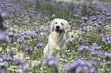 GOLDEN RETRIEVER 601